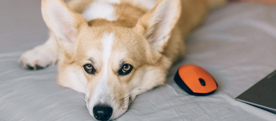 Doggy Remote Worker