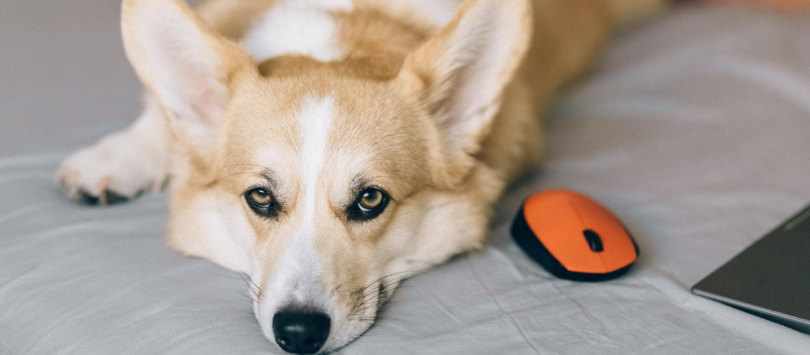 Doggy Remote Worker