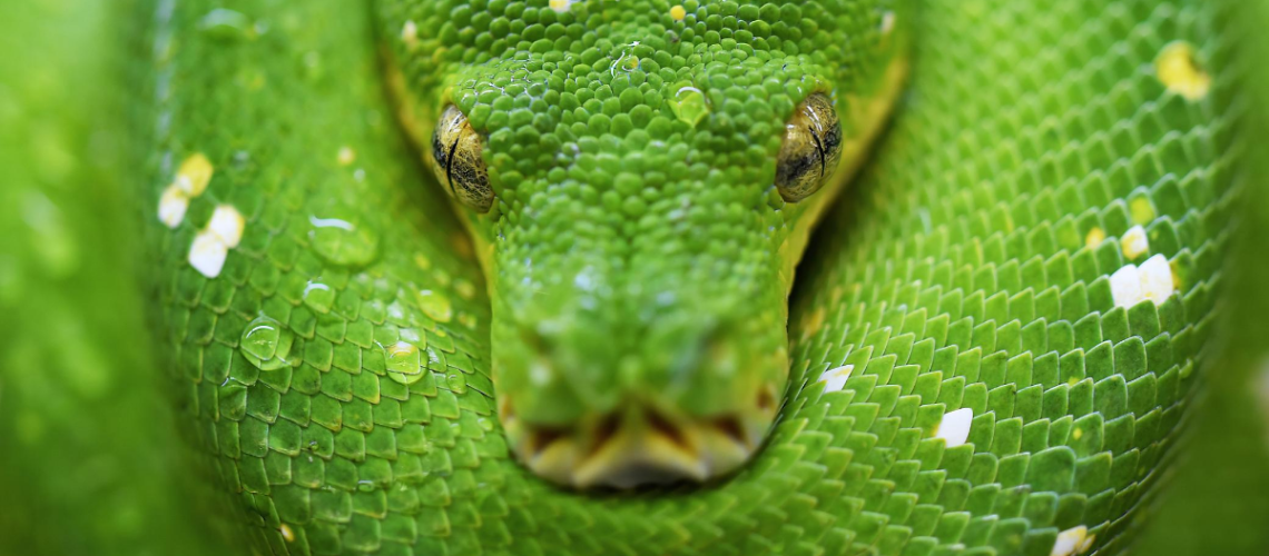 Snake