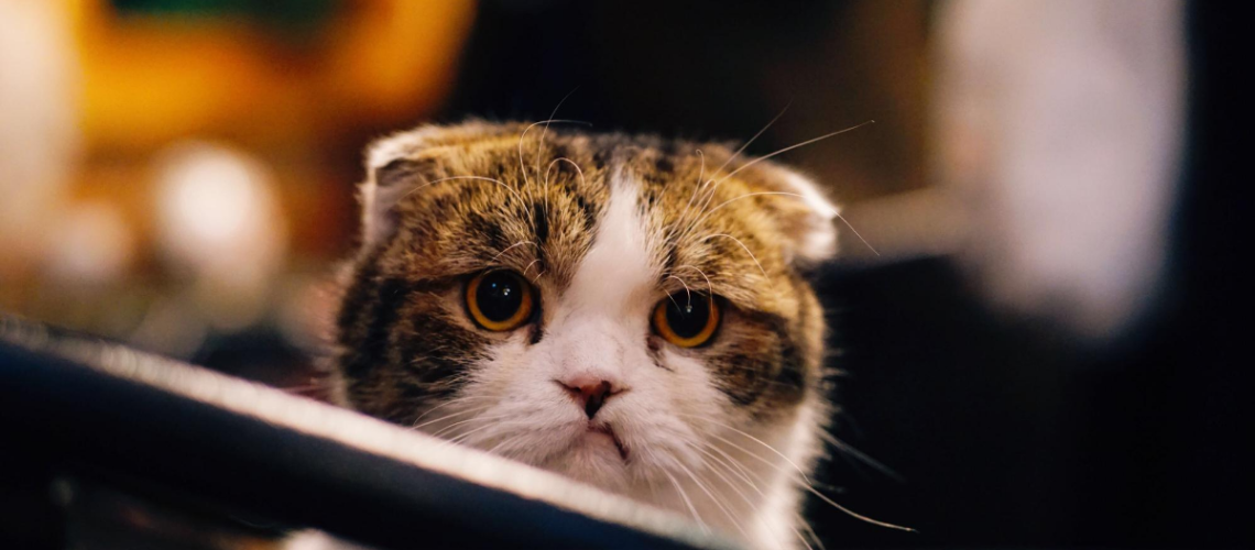 Unhappy Cat