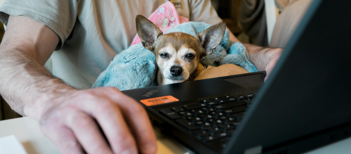 Work From Home with Dog